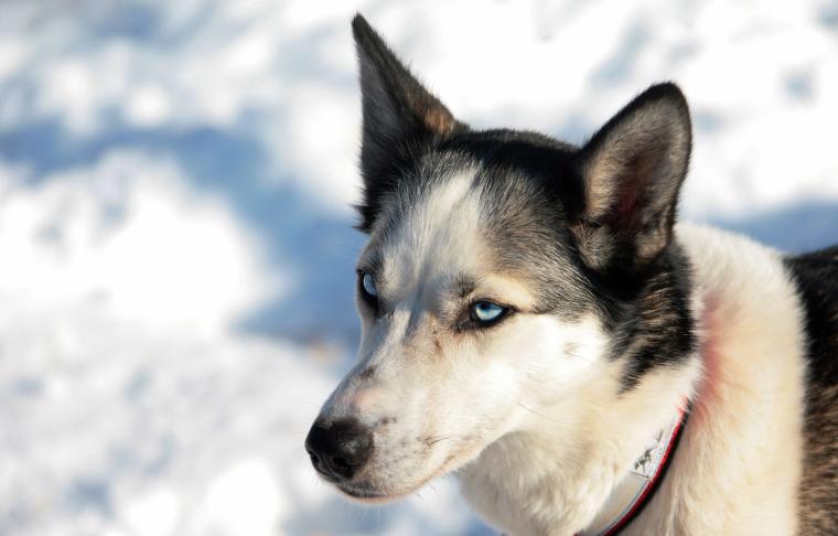 Iditarod standings 2025: Updated results, current leaderboard for Alaska dog sled race