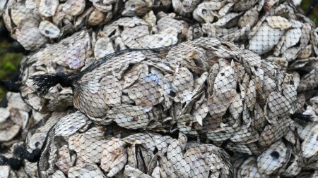 Former France star now ‘living the life I want’ catching oysters after restoring farm abandoned for 20 years